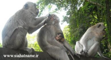 https://media.siahatname.ir/pictures/2014/09/Monkey%20.jpg