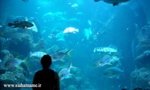 https://media.siahatname.ir/pictures/2014/09/Sea_World%20.jpg